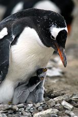 Eselspinguin (73 von 97).jpg